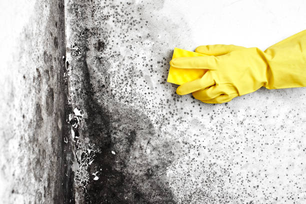 Professional Mold Removal in Bayonne, NJ