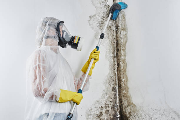 Best Office Mold Removal Services  in Bayonne, NJ