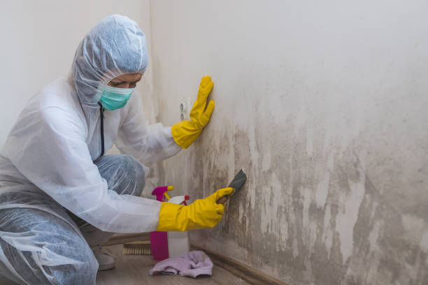 Best Emergency Mold Removal  in Bayonne, NJ