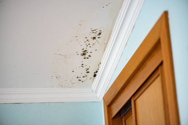 Best Affordable Mold Removal  in Bayonne, NJ
