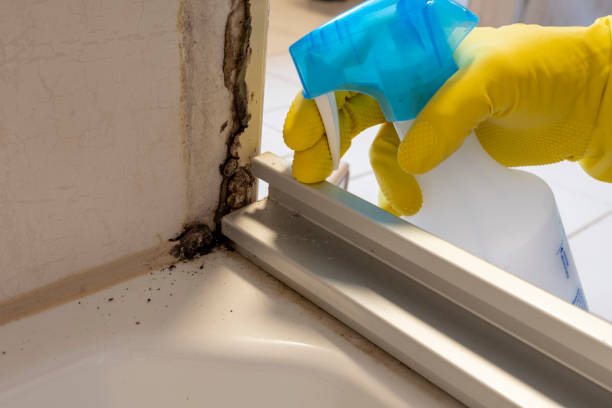 Best Mold Remediation Services  in Bayonne, NJ
