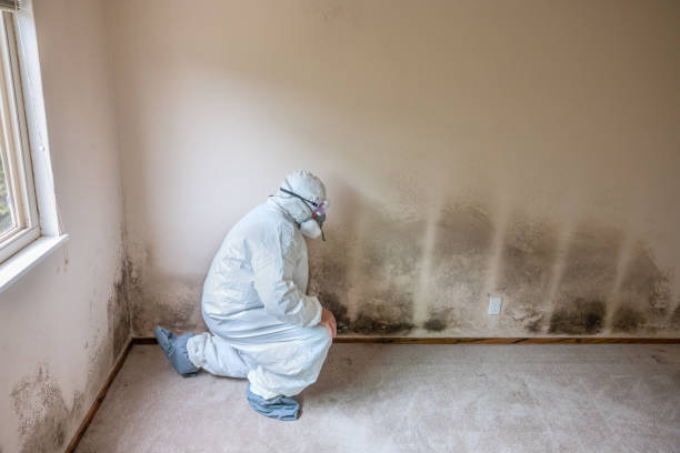 Best Mold Testing  in Bayonne, NJ
