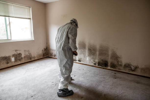 Best Professional Mold Removal  in Bayonne, NJ