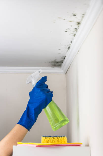 Mold Removal Process in Bayonne, NJ