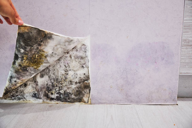 Best Same-Day Mold Removal  in Bayonne, NJ
